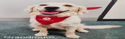 Golden Retriever dogs for sale: Kc fox red, golden & white golden-retriever puppys - Advert 5