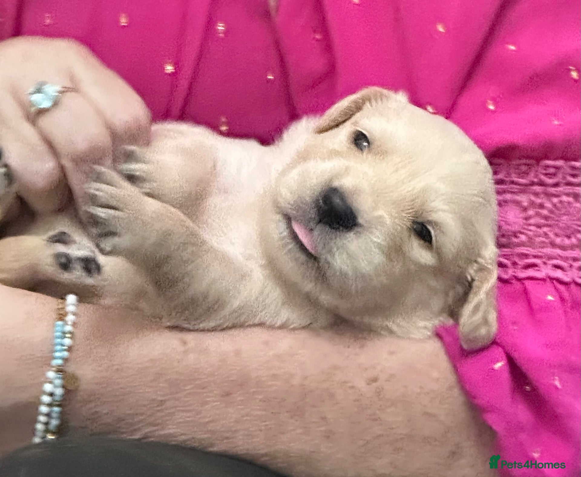 Golden Retriever dogs White/cream golden retrievers - Advert 6