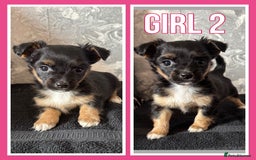 Mixed Breed dogs for sale: Bichon yorkie x miniature Jack Russell  - Image 2