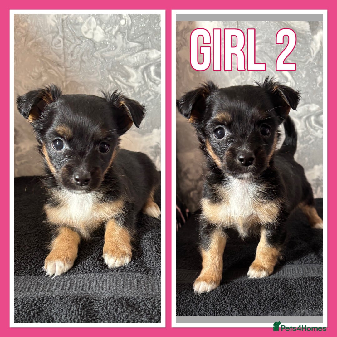 Mixed Breed dogs for sale: Bichon yorkie x miniature Jack Russell  - Image 2