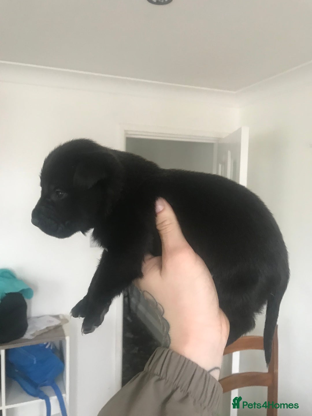 Mixed Breed dogs for sale: Presa shepherds  - Advert 11