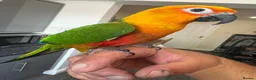 Parrots birds for sale: Jenaday conure in Swindon - Advert 4