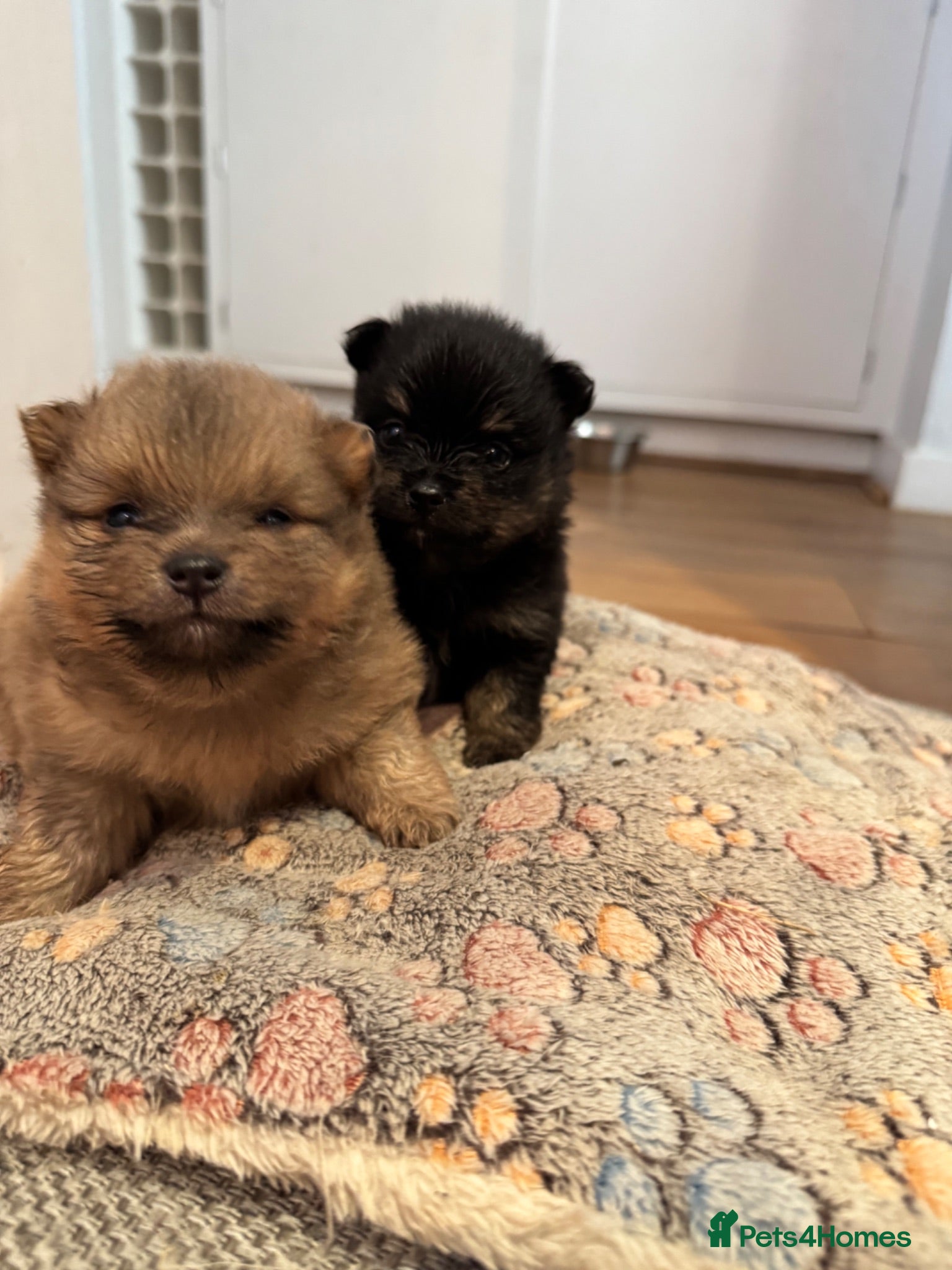 Pomeranian dogs Beautiful Pomeranian Pups - Advert 1