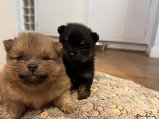 Pomeranian dogs Beautiful Pomeranian Pups - Advert 1