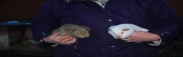 Guinea Pig rodents for sale: Young Sow Guinea Pigs - Advert 4