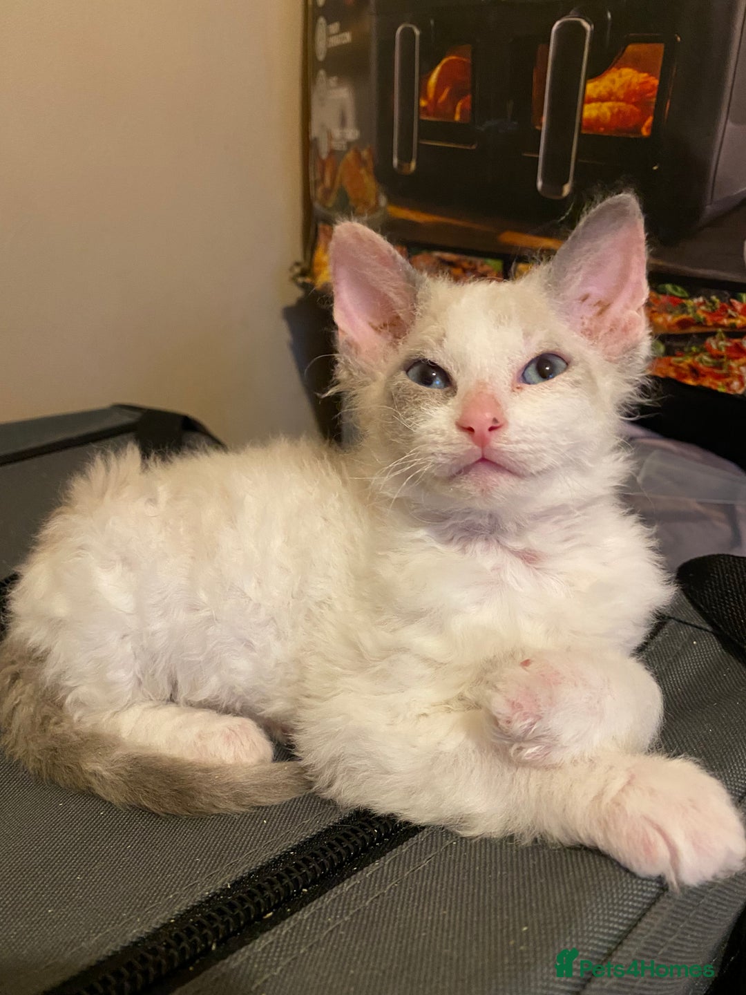 Sphynx cats for sale: Sphynx kittens 😍🥰🥰 - Advert 37