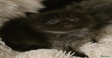 Persian cats - Advert 2