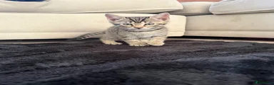 Bengal 2
