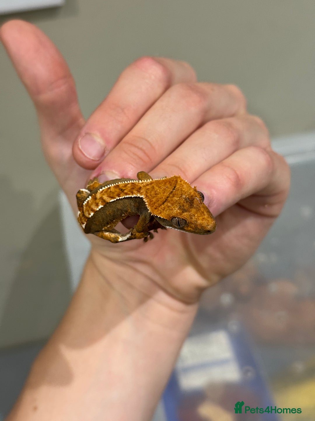 Gecko reptiles for sale: Crested Geckos ( can provide set up) in Upminster - Image 5