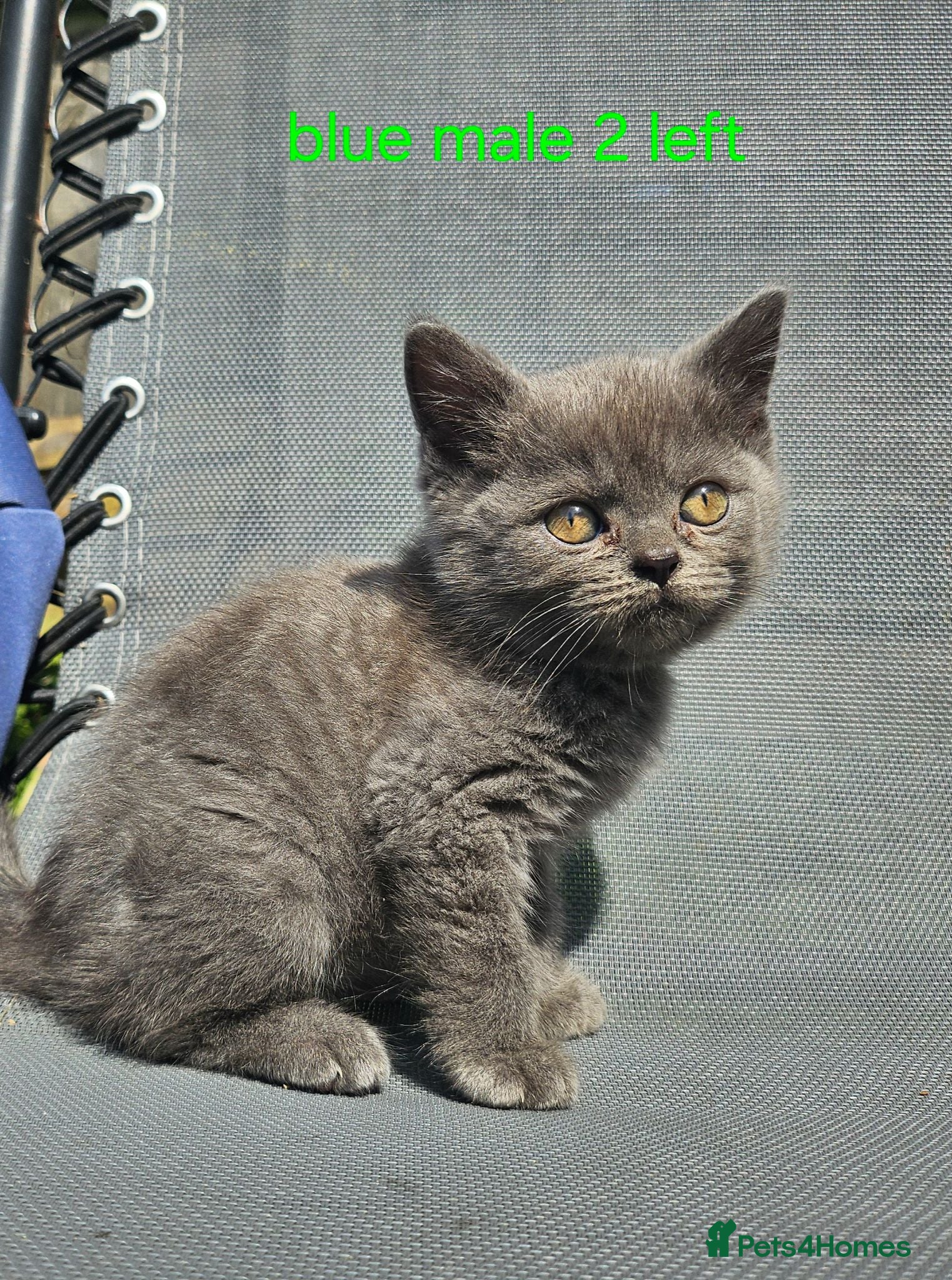 British Shorthair cats British blue shorthairs kittens pure pedigrees  - Advert 8