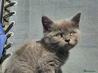 British Shorthair cats British blue shorthairs kittens pure pedigrees - Advert 8