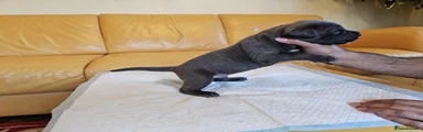 Blue-Grey Male 