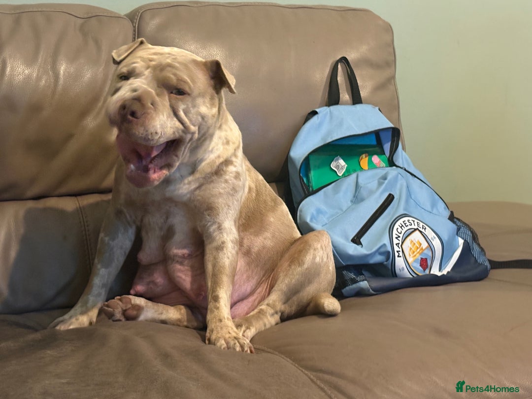 Mixed Breed dogs for sale: Bullpei  - Image 2
