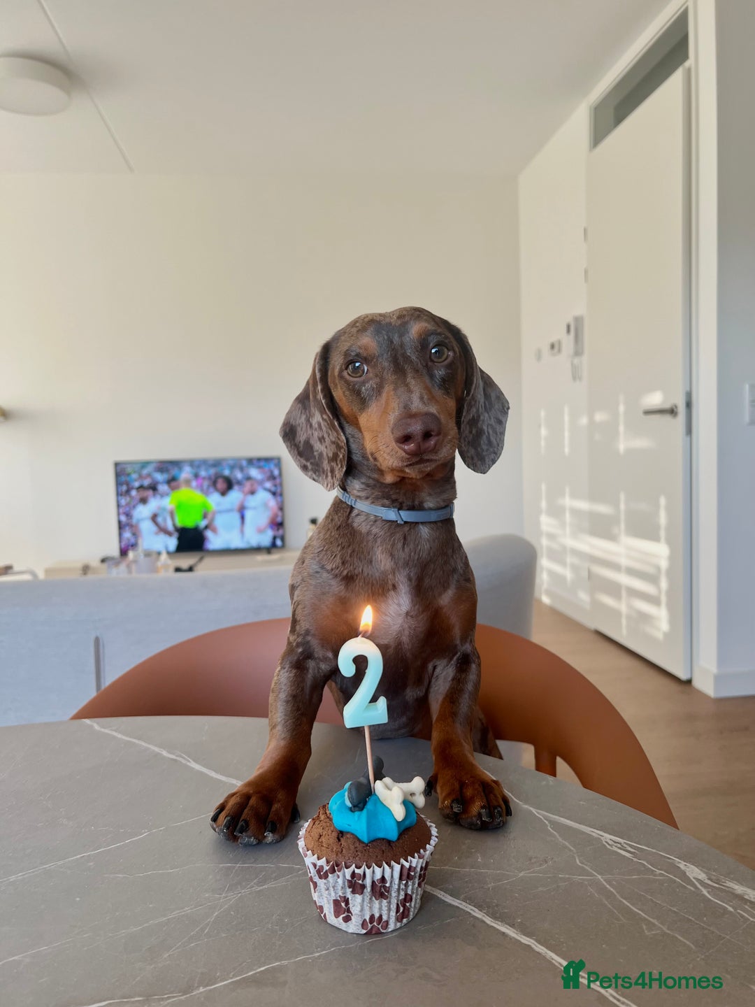Miniature Dachshund dogs for stud: Miniature Dachsunds for stud  - Image 3