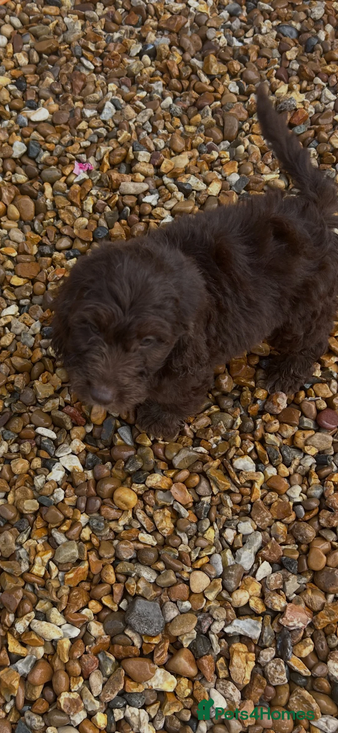 Cockapoo dogs for sale: Cockapoos lovely chocolate puppies - Advert 2