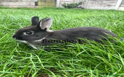 Netherland Dwarf rabbits for sale: Beautiful Purebred Netherland Dwarfs - Image 5