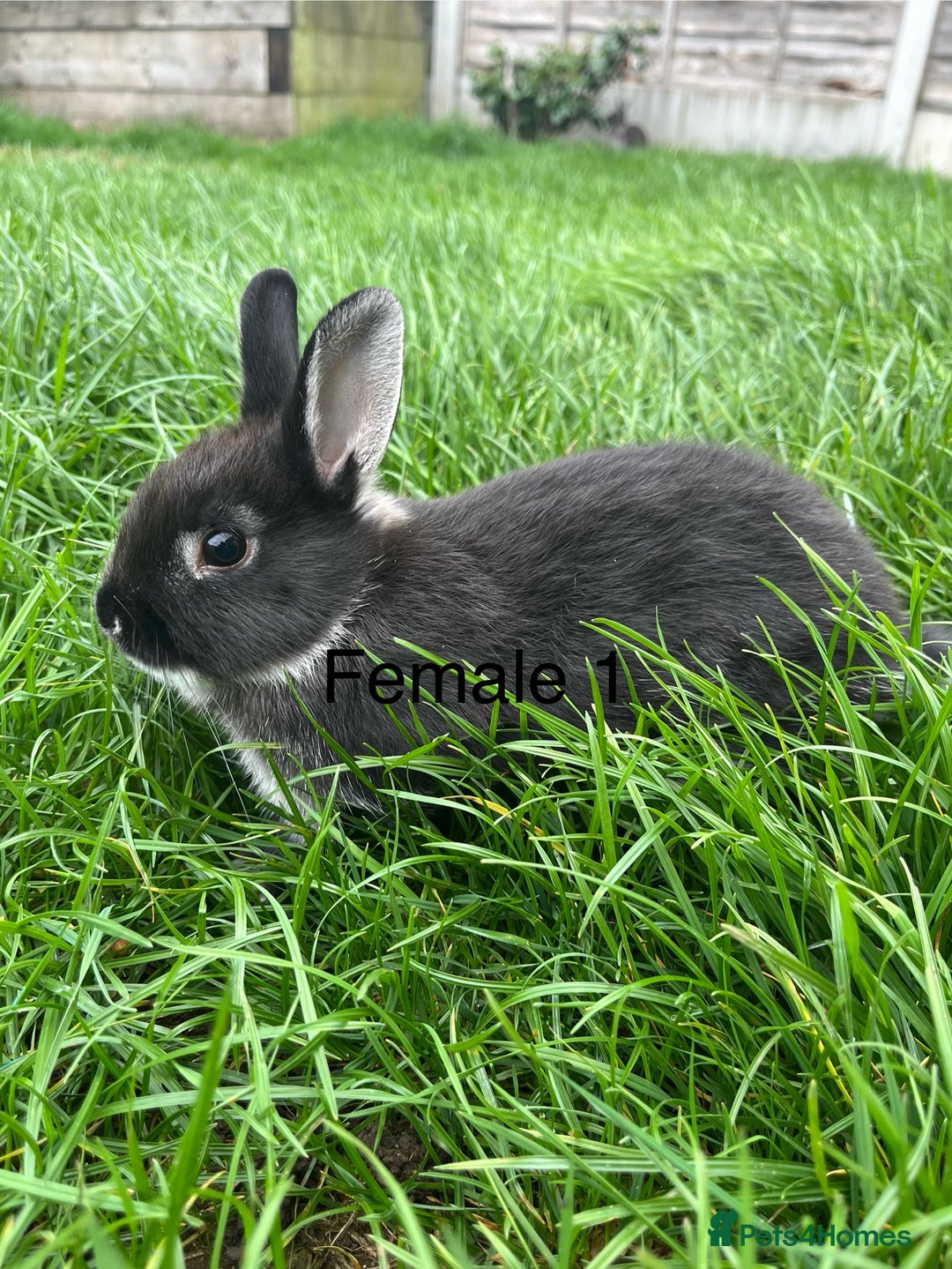 Netherland Dwarf rabbits for sale: Beautiful Purebred Netherland Dwarfs - Image 5