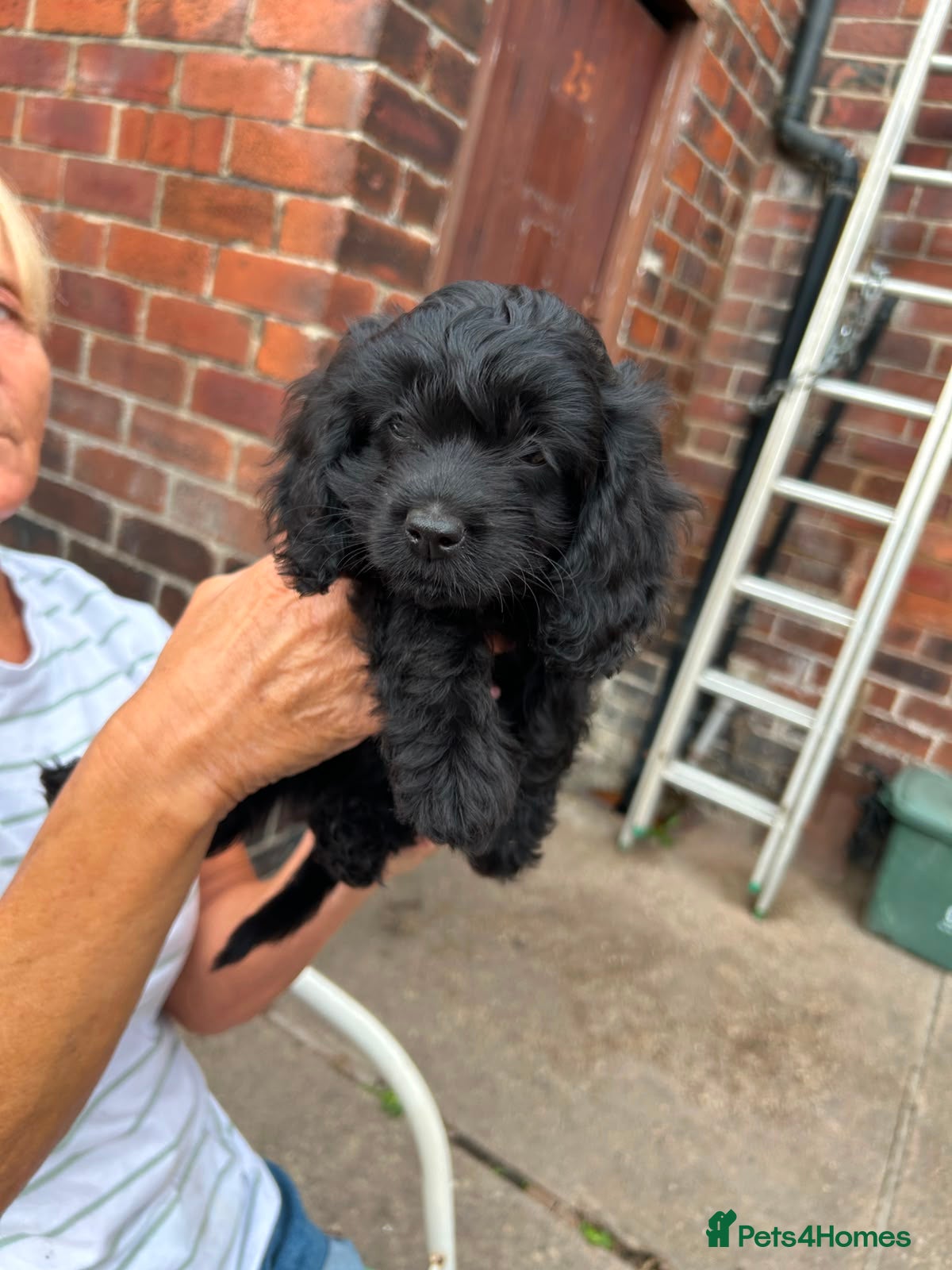 Cavapoo dogs ⭐️ready to leave 4 Stunning black cavapoos⭐️ - Advert 8