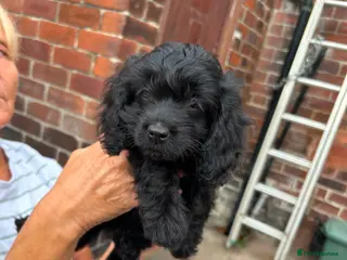 Cavapoo dogs ⭐️ready to leave 4 Stunning black cavapoos⭐️ - Advert 2