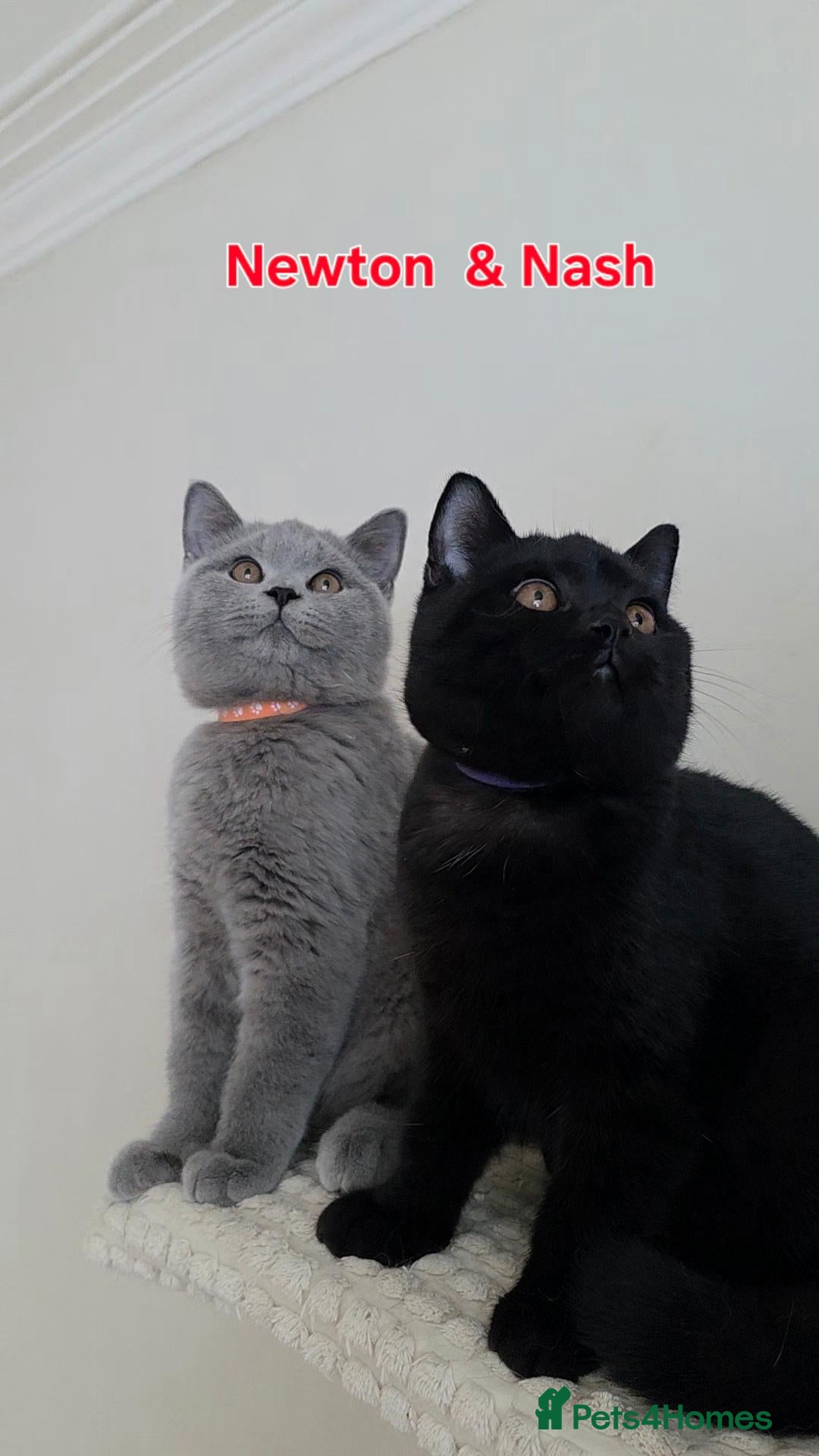 British Shorthair cats 🏆Outstanding Pedigree BSH Kittens  - Advert 2