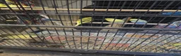 Budgerigars birds for sale: Budgies  - Advert 16