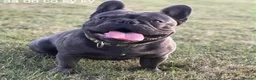 French Bulldog dogs for sale: French bulldog puppies are ready for a new home  - Advert 16