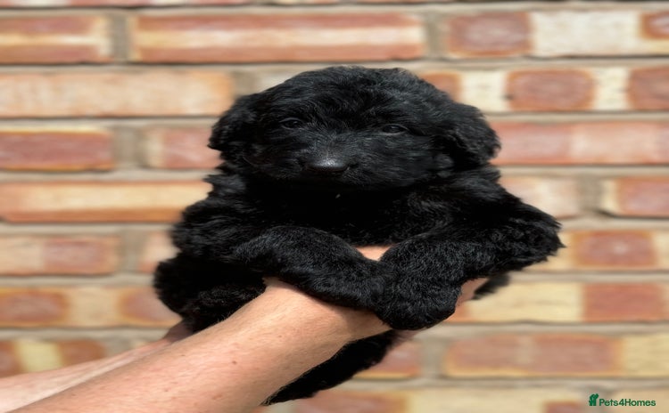 Labradoodle dogs - Advert 1