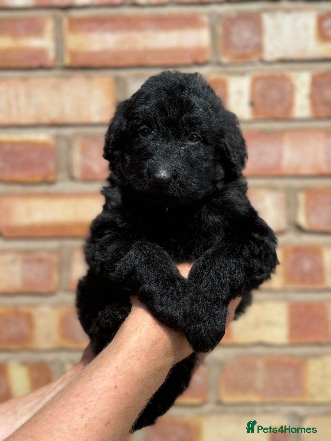Labradoodle dogs for sale: Health Tested - F1 Labradoodles - Image 1