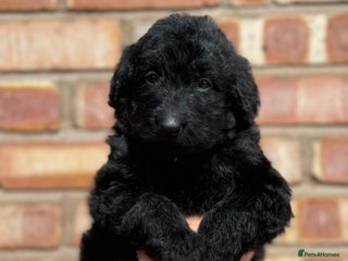 Labradoodle dogs - Advert 11