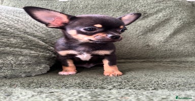 Chihuahua dogs - Advert 7