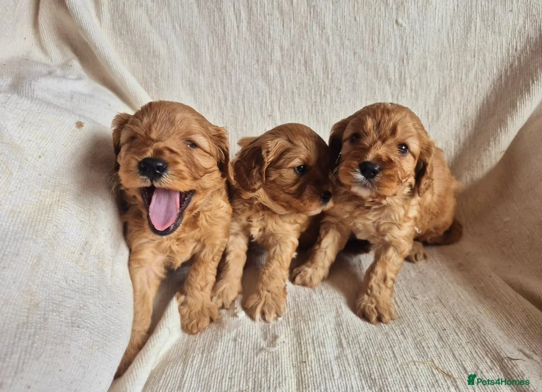 Cavapoo dogs for sale: Stunning Health Tested Ruby Red Cavapoo puppies - Advert 2
