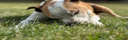 Mixed Breed dogs for sale: Roxy for adoption due to moving overseas - Advert 4