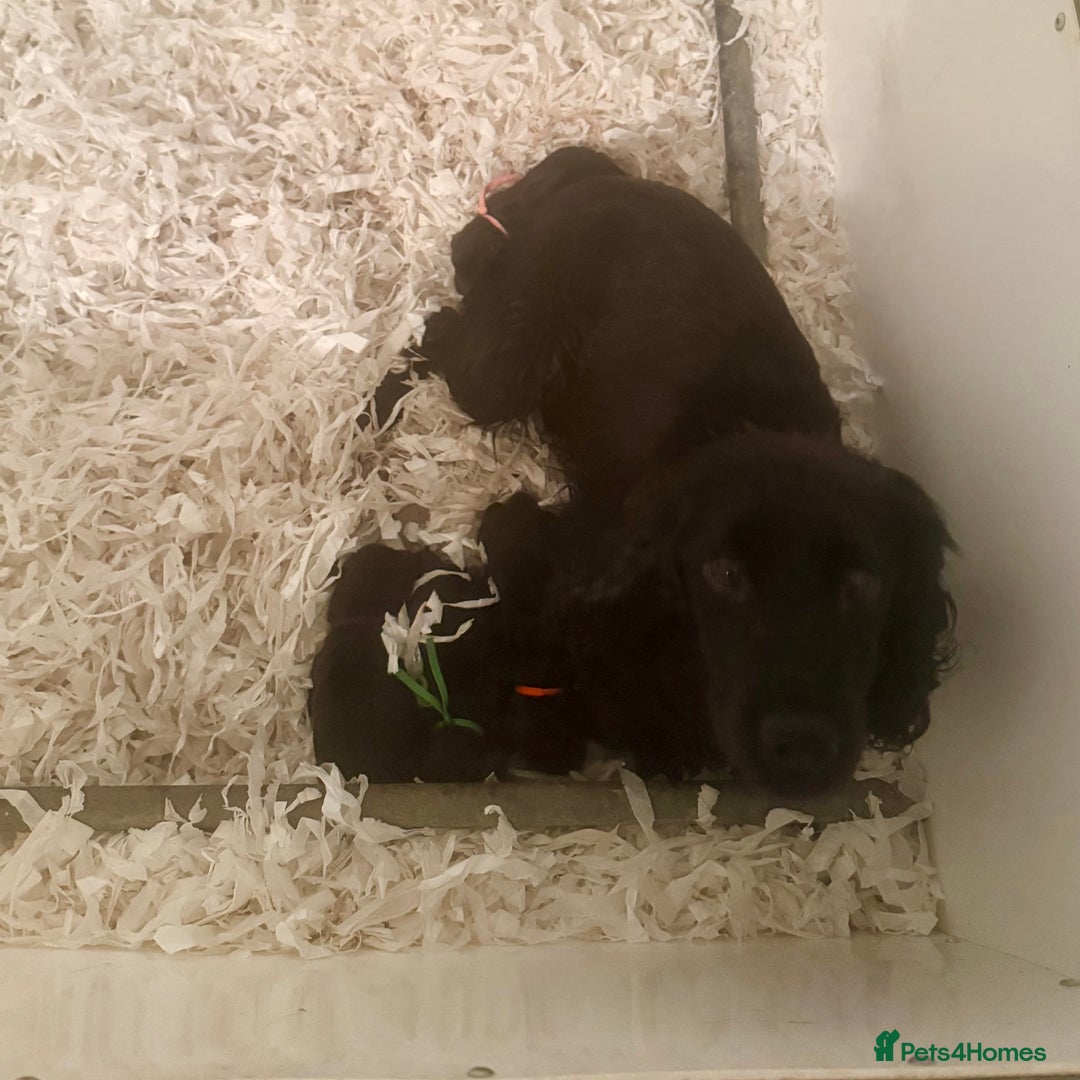 Cocker Spaniel dogs for sale: 🖤 Quality Working Cocker Spaniels: Ready March🖤 - Advert 2