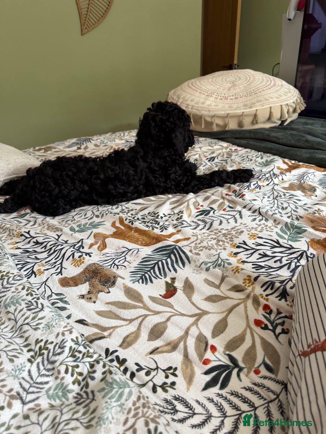 Labradoodle dogs for sale: Price reduced ready now Toy mini labradoodle f2bb  - Image 24