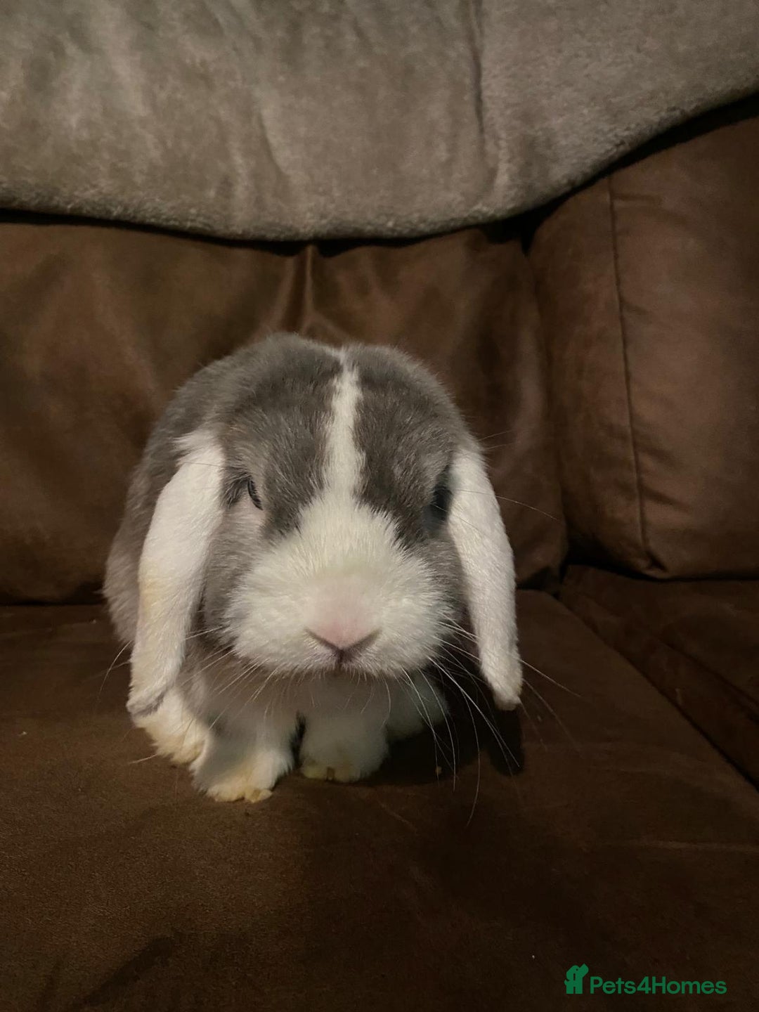 Mixed Breed rabbits for sale: Mixed aged rabbits  - Advert 2