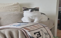 Mixed Breed cats for sale: About this 2 lovely cats - Image 1