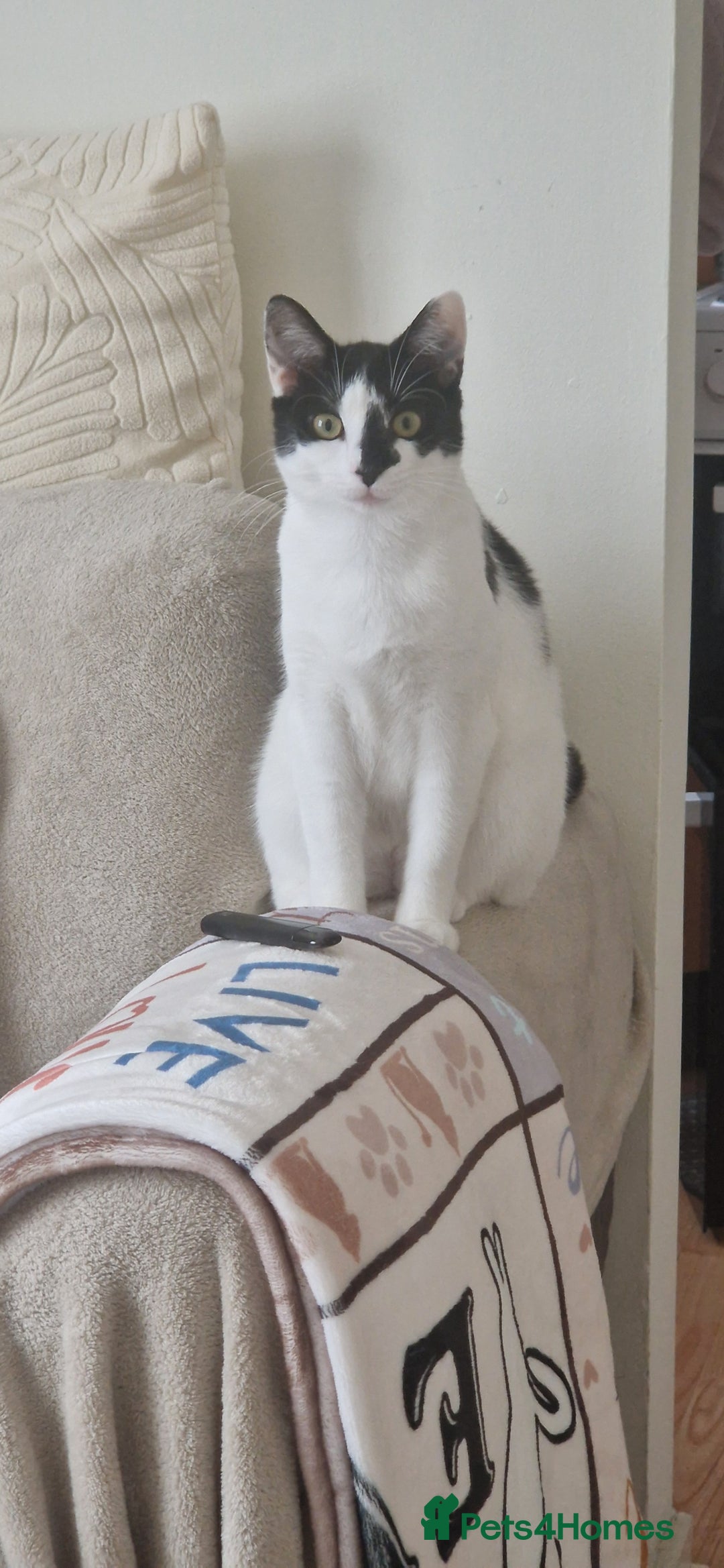 Mixed Breed cats for sale: About this 2 lovely cats - Image 1