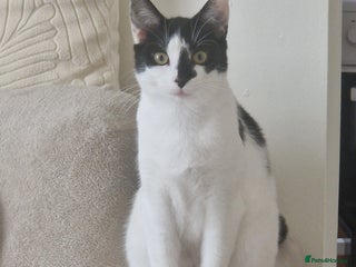 Mixed Breed cats - Advert 22