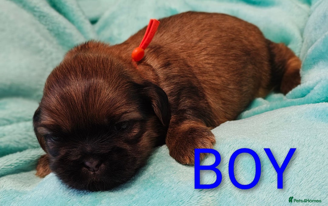 Shih Tzu dogs for sale: ⭐Gorgeous Shih Tzu puppies⭐ - Advert 4