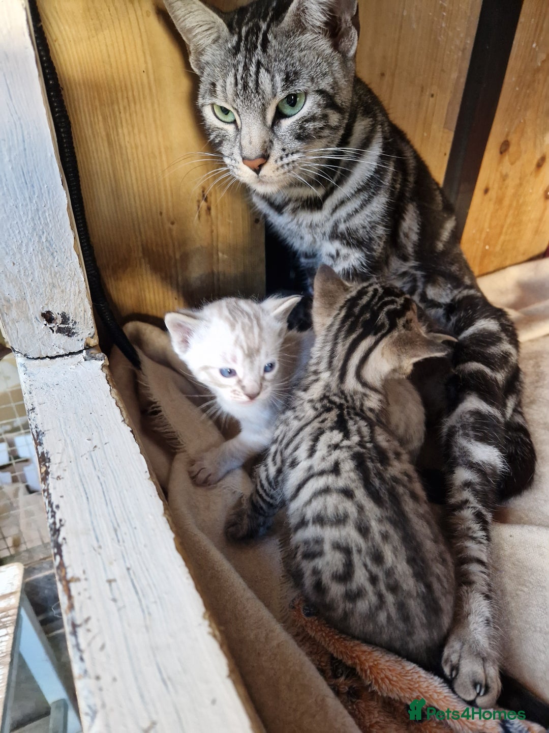 Mixed Breed cats for sale: Bengal, Siamese mix. 7/8ths Bengal 1 /8th Siamese  - Advert 16