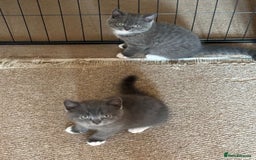 British Shorthair cats for sale: beautiful and cute kitten for sale  - Image 14