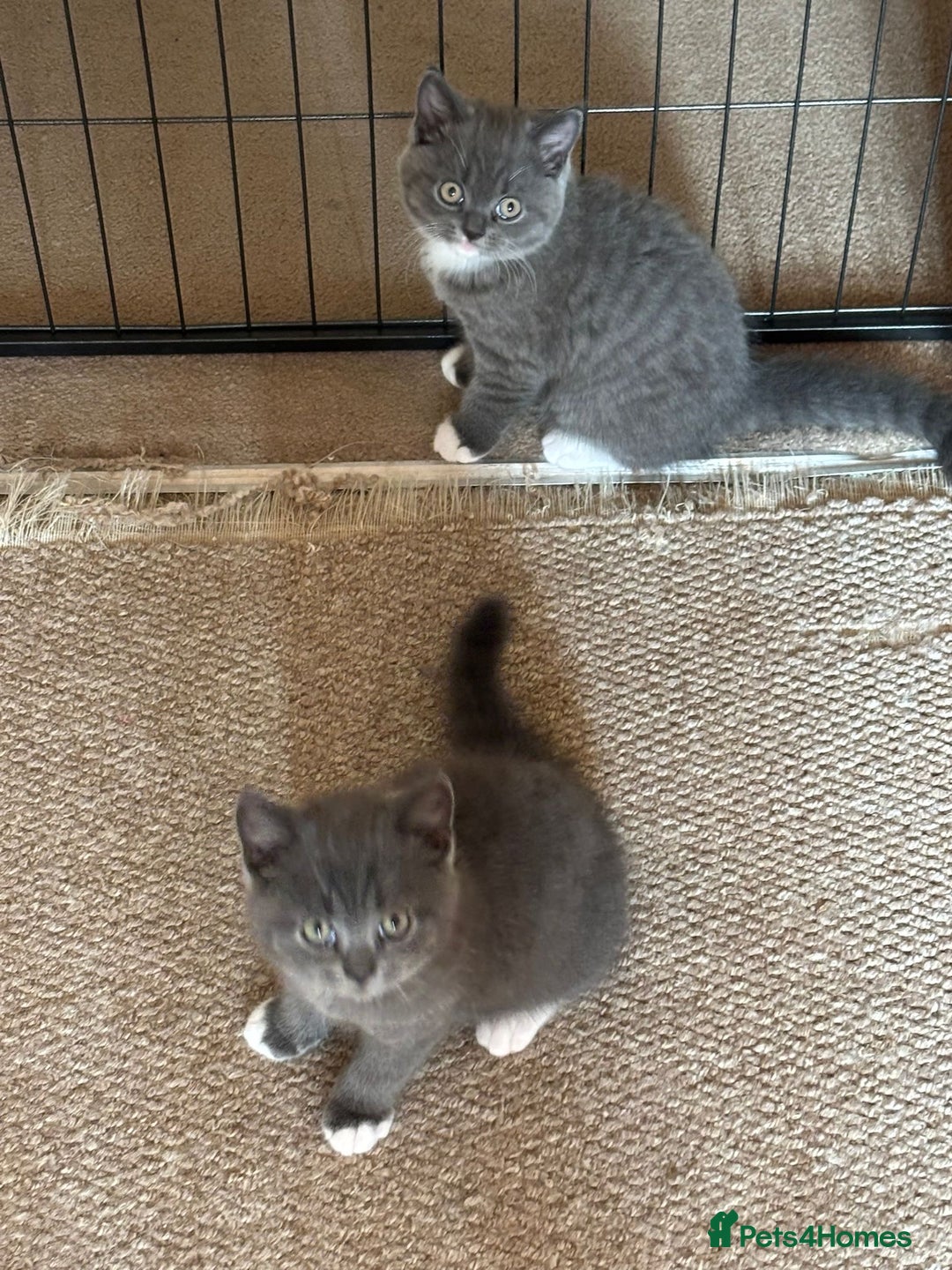 British Shorthair cats for sale: beautiful and cute kitten for sale  - Image 14
