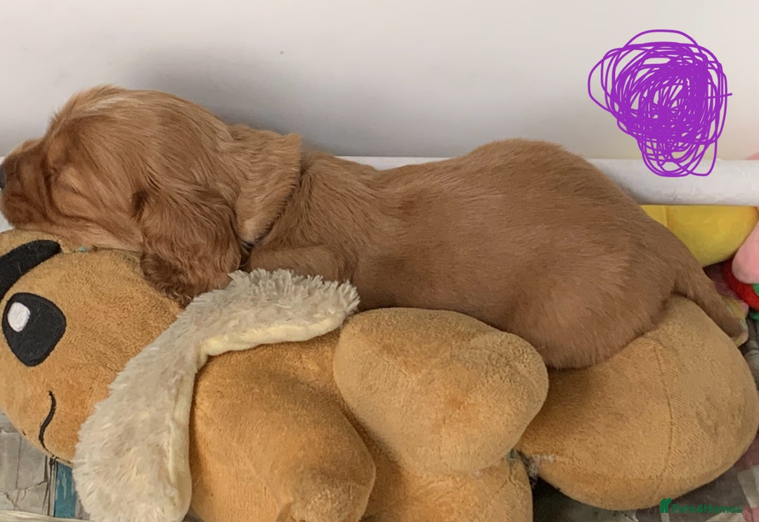 Cockapoo dogs for sale: Cockapoo puppies - Image 20