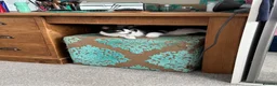 Mixed Breed cats for sale: Mavis - Advert 4