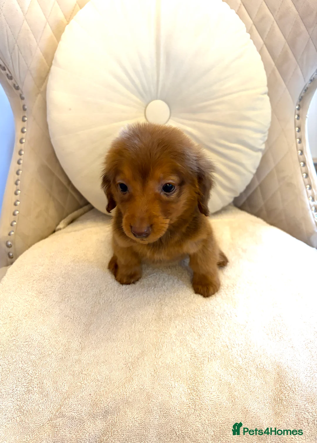 Miniature Dachshund dogs for sale: Dachshund puppy only 1 Boy still available  - Advert 27