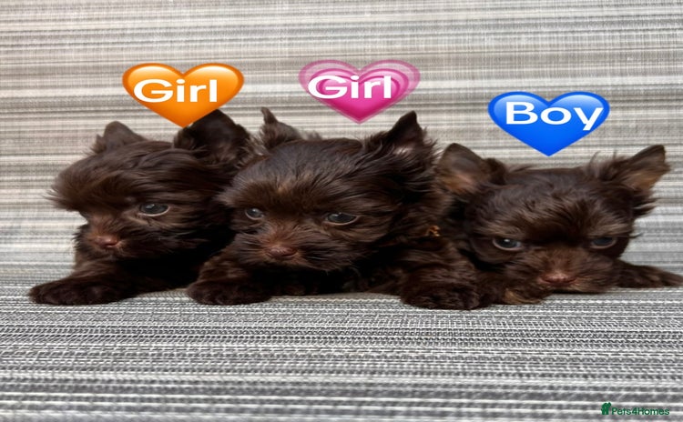 Yorkshire Terrier dogs - Advert 9
