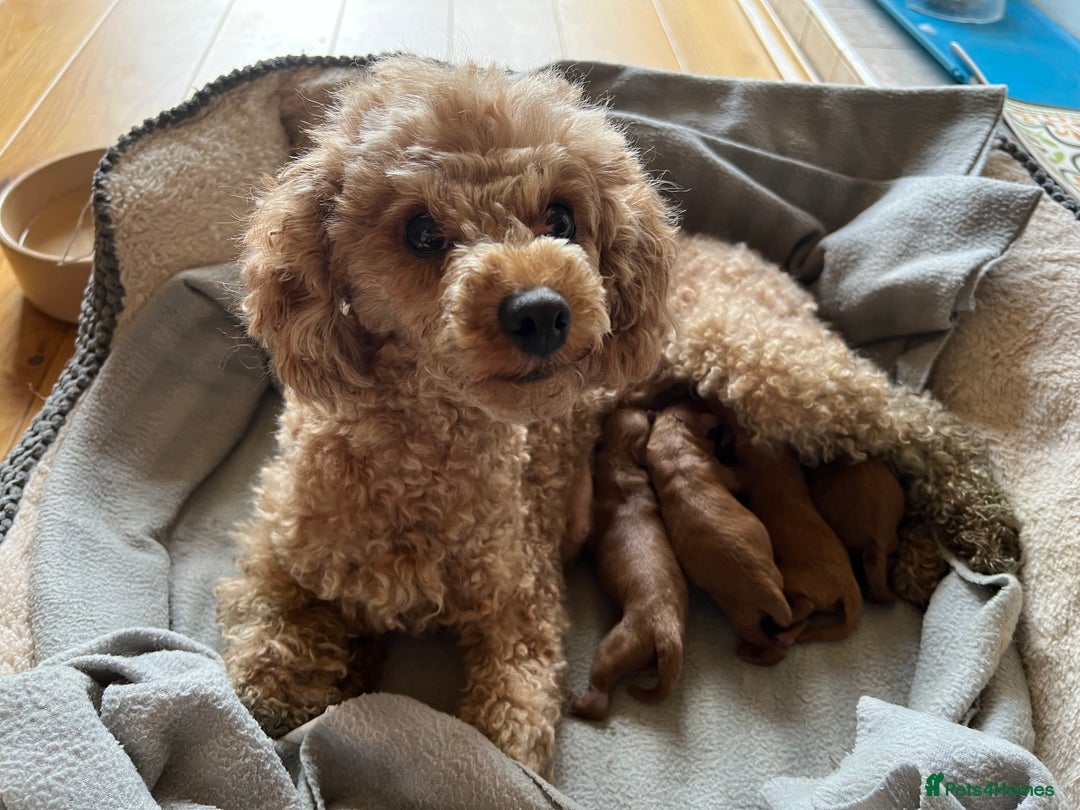 Toy Poodle dogs for sale: Beautiful Red Toy Poodles - Image 6