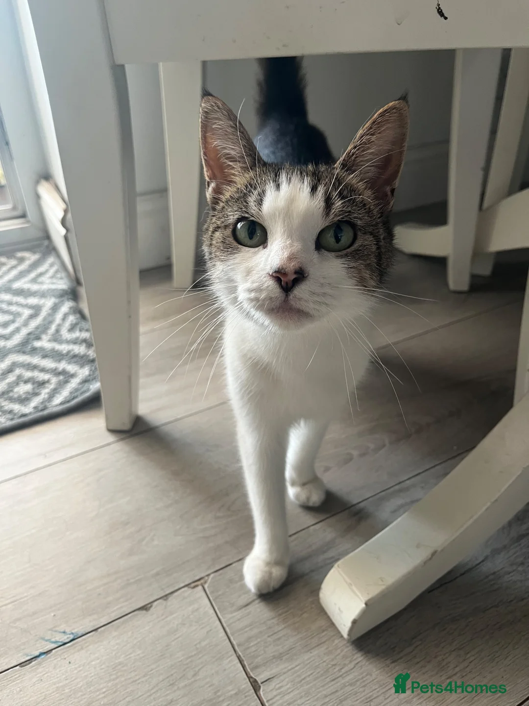 Mixed Breed cats for sale: 2 female tabby kittens  - Advert 1