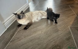 Ragdoll cats for sale: Mixed Ragdolls  - Image 13
