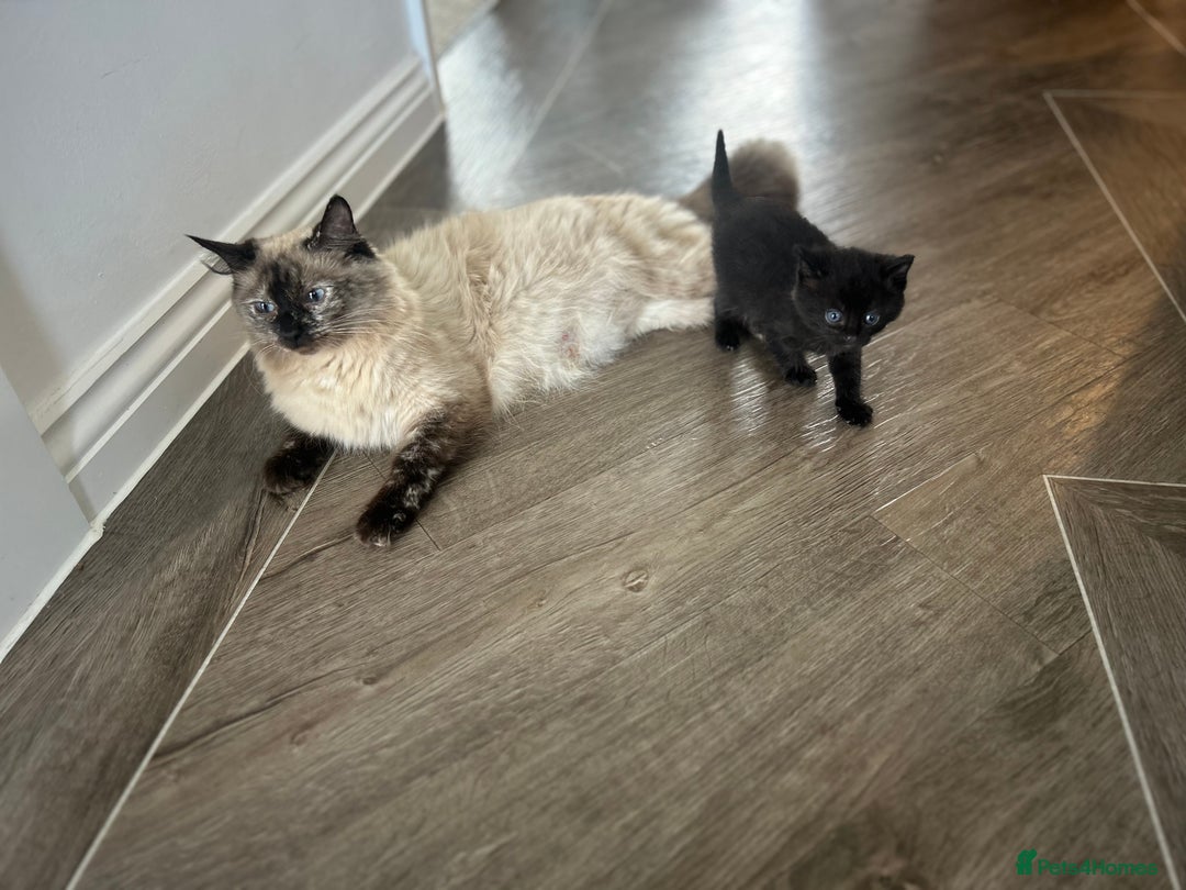 Ragdoll cats for sale: Mixed Ragdolls  - Image 13